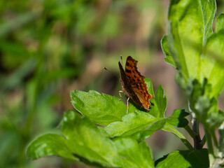 Close-Up of a Butterfly Landed on a Green Leaf