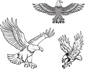 Flying Eagle Birds animals art graphic resources vector Element image design