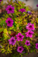 beautiful petunia flowers in the summer