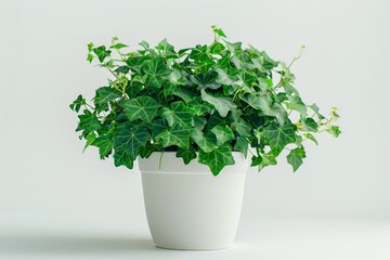 Fototapeta premium English Ivy in Flowerpot Closeup, Hedera Helix Macro House Plant in Flowerpot, Copy Space