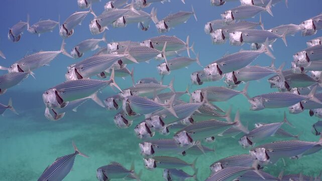 Close up of large shoal of Striped mackerel or Indian mackerel (Rastrelliger kanagurta) swims with open mouths and eating filtering for plankton under surface of blue water, Slow motion