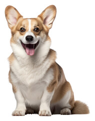 PNG Corgi mammal animal pet.