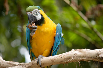 the Back and upper tail feathers of the blue and gold macaw are brilliant blue; the underside of the tail is olive yellow. 