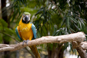 The blue and gold macaws forehead feathers are green. Wing feathers are blue with green tips; underwing coverts and breast are yellow-orange.