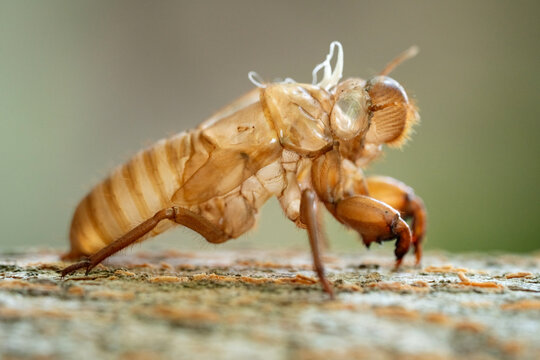 Skin shell of sing cicada on tree trunk.
