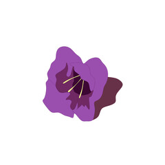 pink flower isolated on white