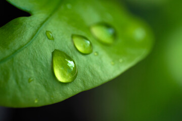 Waterdrop on green leaf after a rain.
