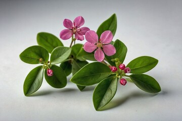  green leave and a small pink flower on a white background