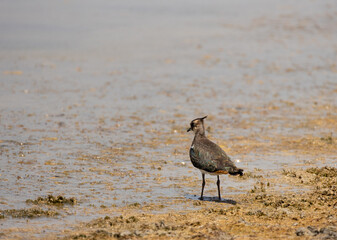 Vanellus vanellus, bird, sea, water, beach, seagull, nature, ocean, animal, wildlife, sand, gull, birds, sandpiper, shore, coast, shorebird, beak, flight, lake, feather, white, sky, wader, wild