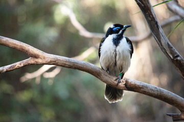 The blue-faced honeyeater has a black head, white chest and golden olive-green wings and a blue eyebrow