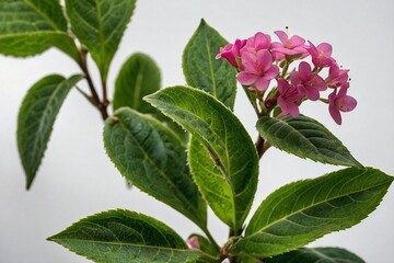  green leave and a small pink flower on a white background
