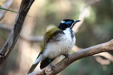 The blue-faced honeyeater has a black head, white chest and golden olive-green wings and a blue eyebrow