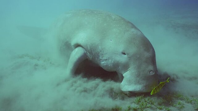 Se Cow or Dugong (Dugong dugon) eating Smooth ribbon seagrass (Cymodoce rotundata) on seagrass meadow then floats to surface of water, close up