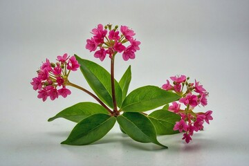  green leave and a small pink flower on a white background