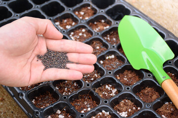 Farmer hand holding vegetables seeds against the background of a nursery tray with fertilizer and shovel for agricultural planting and nursery. Agricultural equipment for cultivation and nursery.