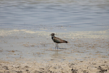 Vanellus vanellus, bird, sea, water, beach, seagull, nature, ocean, animal, wildlife, sand, gull, birds, sandpiper, shore, coast, shorebird, beak, flight, lake, feather, white, sky, wader, wild