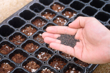 Hand holding vegetable seeds against the background of a nursery tray with fertilizer for agricultural planting and nursery. Agricultural equipment for cultivation and nursery.