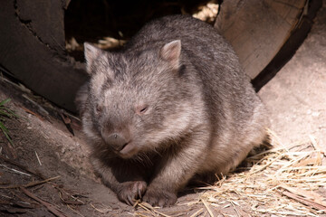 The Common Wombat has a large nose which is shiny black, much like that of a dog. The ears are relatively small, triangular, and slightly rounded.