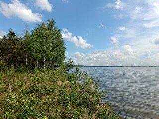 Rekyva forest and lake during sunny summer day. Pine and birch tree woodland. Wavy lake. Bushes and small trees are growing in woods. Sunny day with white clouds in sky. Nature. Rekyvos miskas.