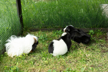 Meerschweinchen tier natur herde