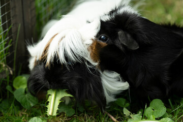 Meerschweinchen tier natur herde