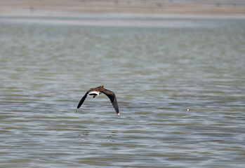 Vanellus vanellus, bird, sea, water, beach, seagull, nature, ocean, animal, wildlife, sand, gull, birds, sandpiper, shore, coast, shorebird, beak, flight, lake, feather, white, sky, wader, wild