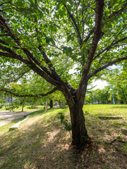 Fototapeta premium 真夏の公園と新緑の桜