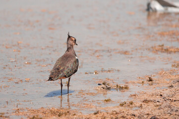 Vanellus vanellus, bird, sea, water, beach, seagull, nature, ocean, animal, wildlife, sand, gull, birds, sandpiper, shore, coast, shorebird, beak, flight, lake, feather, white, sky, wader, wild