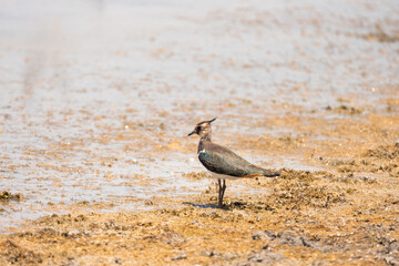 Vanellus vanellus, bird, sea, water, beach, seagull, nature, ocean, animal, wildlife, sand, gull, birds, sandpiper, shore, coast, shorebird, beak, flight, lake, feather, white, sky, wader, wild
