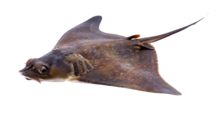 Manta Ray fish on transparent background