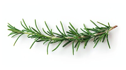 Fototapeta premium Twig of rosemary, isolated on white background.