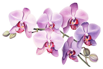 PNG Orchid flower plant transparent background.