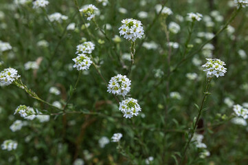 Fototapeta premium Berteroa incana, hoary alyssum. Blooming white flowers berteroa incana in the meadow. Flowering plants in the wild. Beautiful summer or autumn background, wallpaper.