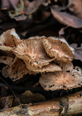 fungus in the mushroom 