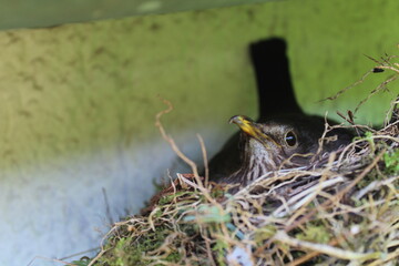 Brütende Amsel im Nest