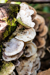 fungus in the tree