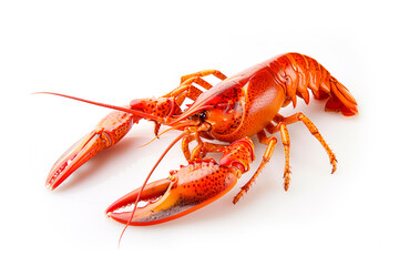 Red cooked crawfish or crayfish isolated on white background with clipping path