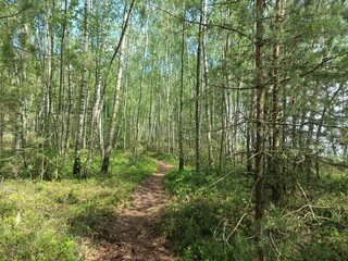 Rekyva forest and lake during sunny summer day. Pine and birch tree woodland. Wavy lake. Bushes and small trees are growing in woods. Sunny day with white clouds in sky. Nature. Rekyvos miskas.