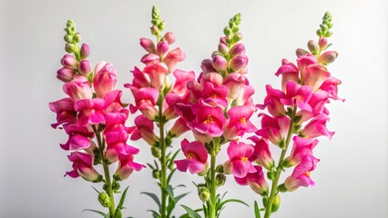 Fototapeta premium Solo delicate stem of vibrant pink snapdragon flowers stands upright against a pristine white background, exuding elegance and simplicity.