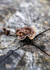 Fungus in the tree