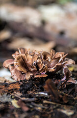 fungus, mushroom in the forest