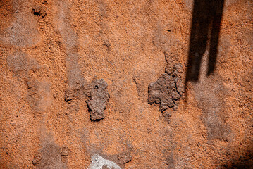 Obraz premium background, Realistic Botanical Plant Shadow on the Wall