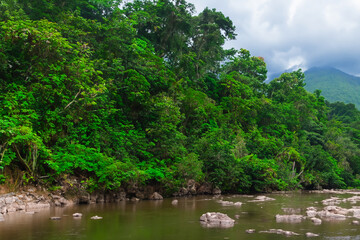 Fototapeta premium tropical jungle landscape