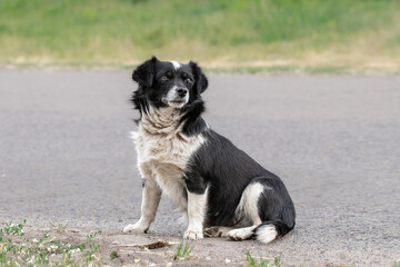 Portrait of a black dog.Outbred cute dog in nature, close-up.
