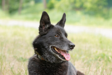 Portrait of a black dog.Outbred cute dog in nature, close-up.