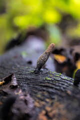 Fungus in the forest