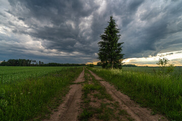 a path between fields with agricultural crops and a fir tree against the background of the evening sky before a storm