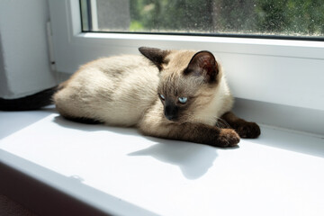 Beautiful siamese kitten portrait.Cat relaxing on the windowsill.