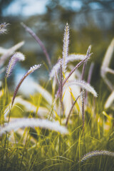 A Taste of Shenzhen - Dameisha Beach Park