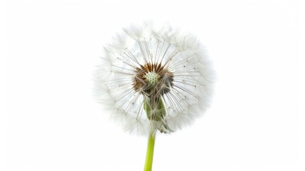 dandelion Isolated on white background.